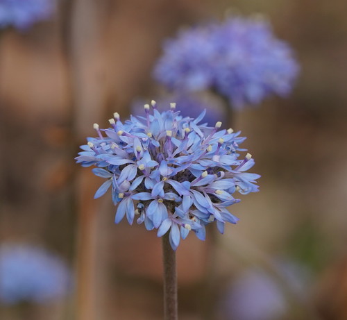 Brunonia australis (blue pincushion) (alternate view 2)