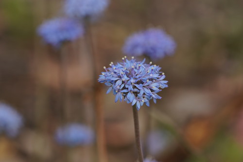 Brunonia australis (blue pincushion) (alternate view 4)