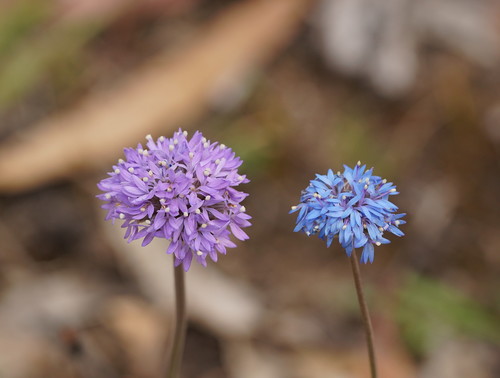 Brunonia australis (blue pincushion)