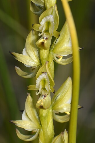 Prasophyllum elatum (Tall Leek Orchid) (alternate view 5)