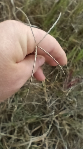 Chloris truncata (black windmill grass)