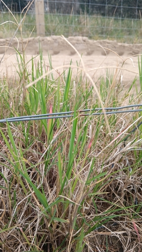 Chloris truncata (black windmill grass) (alternate view 2)