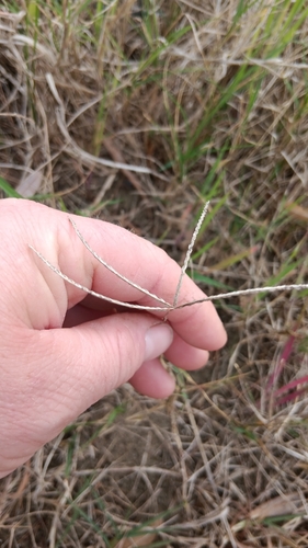 Chloris truncata (black windmill grass) (alternate view 3)