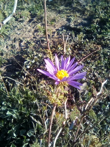 Machaeranthera tanacetifolia (Tahoka daisy) (alternate view 6)