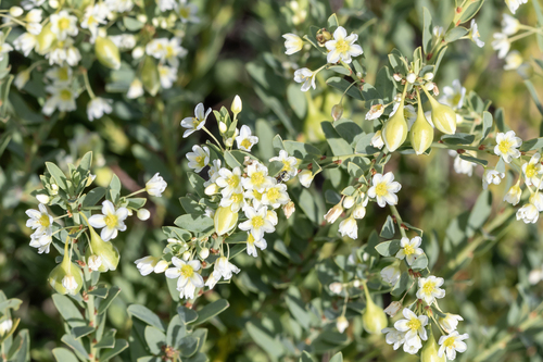 Phyllanthus calycinus (False Boronia) (alternate view 4)