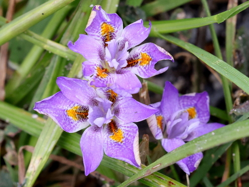 Moraea setifolia (Paper Glasstulp) (alternate view 4)