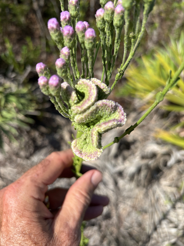 Carphephorus corymbosus (coastalplain chaffhead) (alternate view 7)