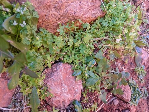 Hydrocotyle (water pennyworts) (alternate view 3)