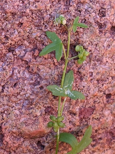 Hydrocotyle (water pennyworts)