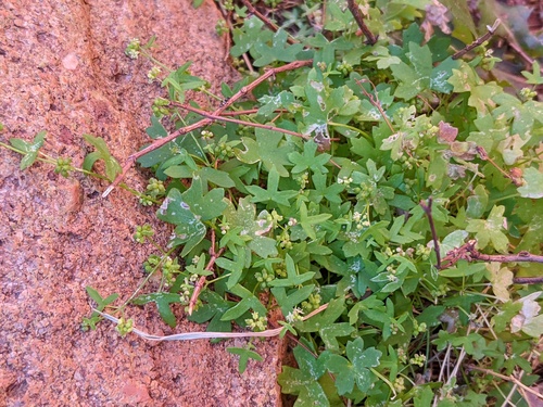 Hydrocotyle (water pennyworts) (alternate view 2)