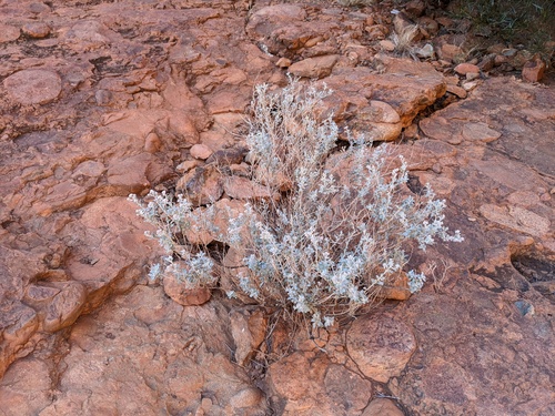 Ptilotus obovatus (cotton bush) (alternate view 9)