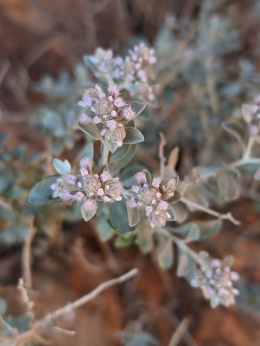 Ptilotus obovatus (cotton bush) (alternate view 7)