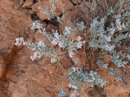 Ptilotus obovatus (cotton bush) (alternate view 8)