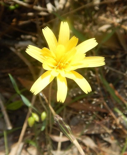 Microseris walteri (Murnong)