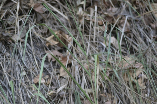 Leymus condensatus (giant wild rye) (alternate view 2)