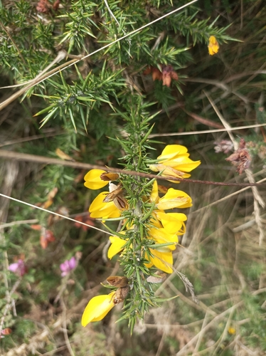 Ulex gallii (Western Gorse)