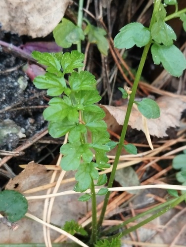 Cardamine impatiens (narrow-leaved bittercress)