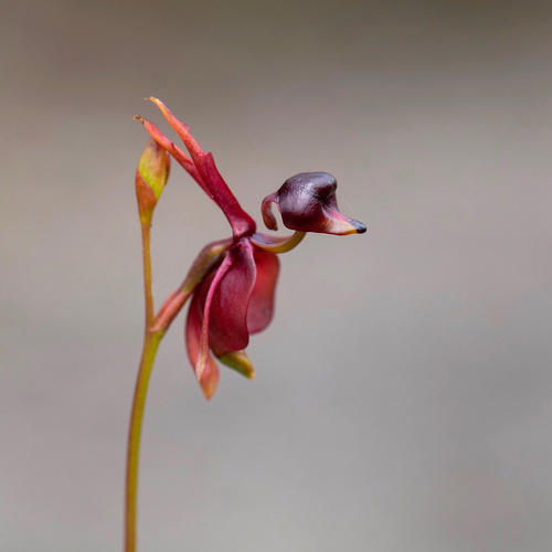 Caleana major (Large Flying Duck Orchid) (alternate view 6)