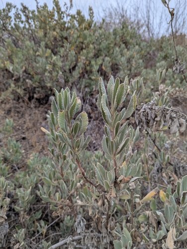 Eriodictyon crassifolium (Thick-leaved Yerba Santa)