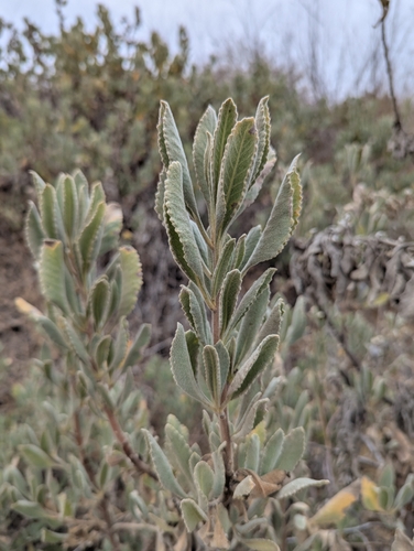 Eriodictyon crassifolium (Thick-leaved Yerba Santa) (alternate view 2)