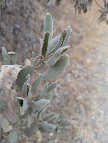 Eriodictyon crassifolium (Thick-leaved Yerba Santa) (alternate view 3)