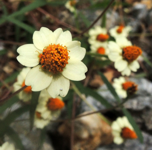 Zinnia (Zinnias) (alternate view 5)