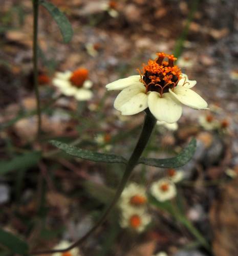 Zinnia (Zinnias) (alternate view 8)