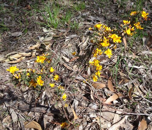 Pultenaea gunnii (golden bush-pea) (alternate view 3)