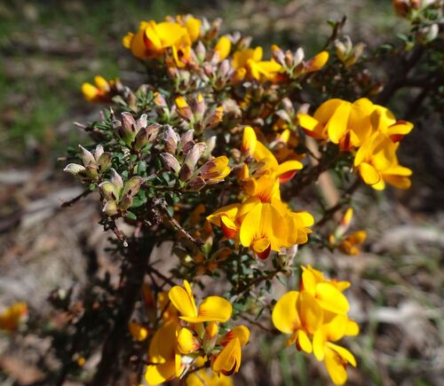 Pultenaea gunnii (golden bush-pea) (alternate view 2)