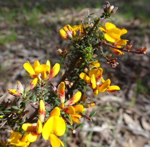 Pultenaea gunnii (golden bush-pea)