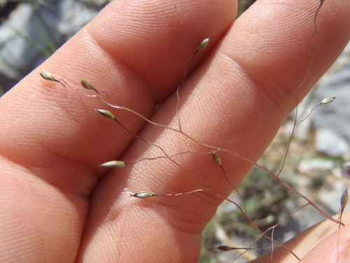 Digitaria (crabgrasses, cottontops, and allies) (alternate view 6)