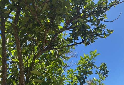 Citrus × microcarpa (Calamansi) (alternate view 5)