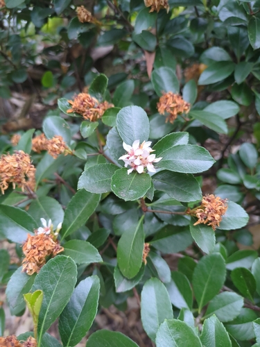 Rhaphiolepis indica (Indian Hawthorn)