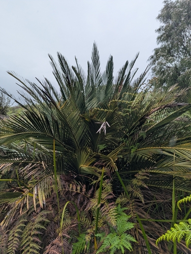 Macrozamia riedlei (Zamia Palm) (alternate view 4)