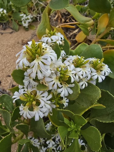 Scaevola crassifolia (Cushion Fanflower) (alternate view 9)