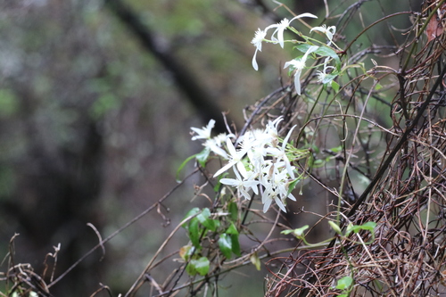 Clematis pubescens (Common Clematis)