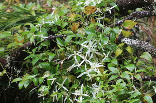 Clematis pubescens (Common Clematis) (alternate view 2)