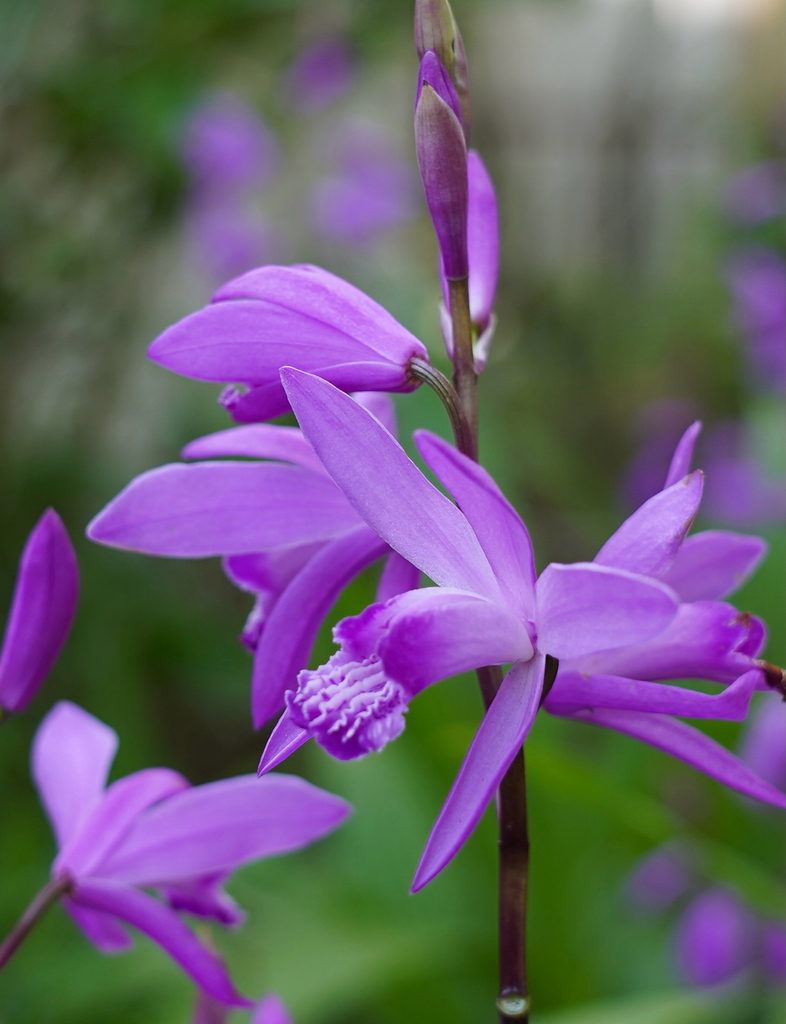 Bletilla striata, Chinese ground orchid — clumping deciduous (Orchidaceae) (image 1 of 9)