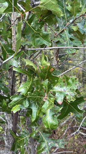 Quercus laevis (American turkey oak)