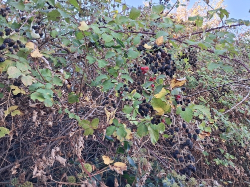 Rubus ulmifolius (elmleaf blackberry)