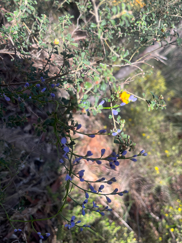 Comesperma volubile (Love Creeper) (alternate view 8)