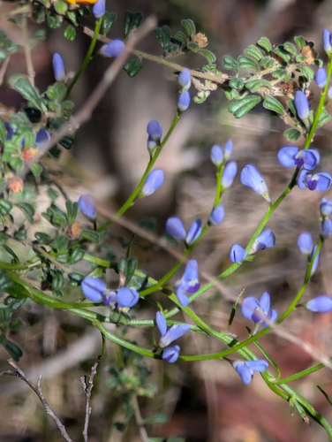 Comesperma volubile (Love Creeper) (alternate view 6)