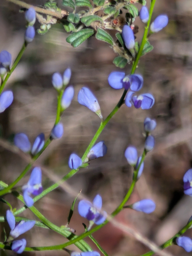 Comesperma volubile (Love Creeper) (alternate view 7)