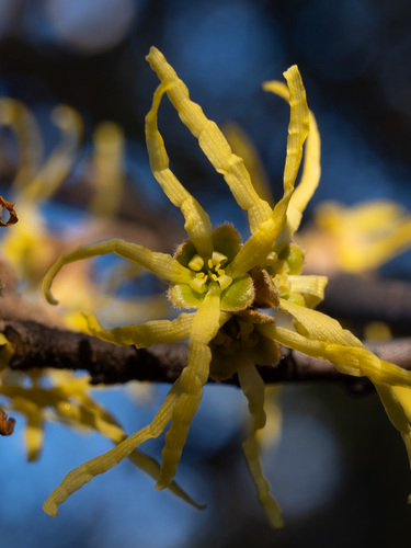 Hamamelis virginiana (Common Witch Hazel) (alternate view 2)