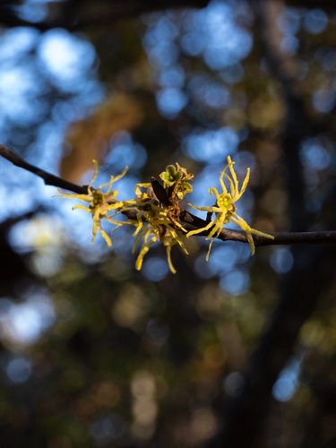 Hamamelis virginiana (Common Witch Hazel) (alternate view 5)