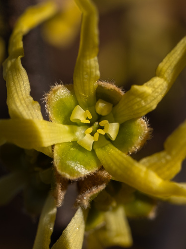 Hamamelis virginiana (Common Witch Hazel) (alternate view 3)