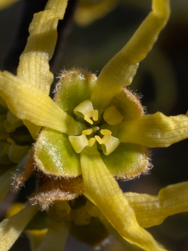 Hamamelis virginiana (Common Witch Hazel) (alternate view 4)