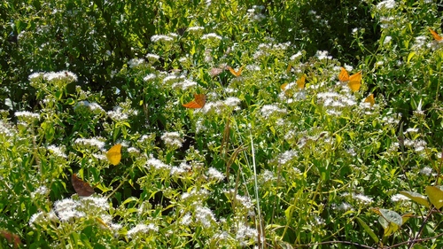 Chromolaena odorata (Siam weed) (alternate view 6)