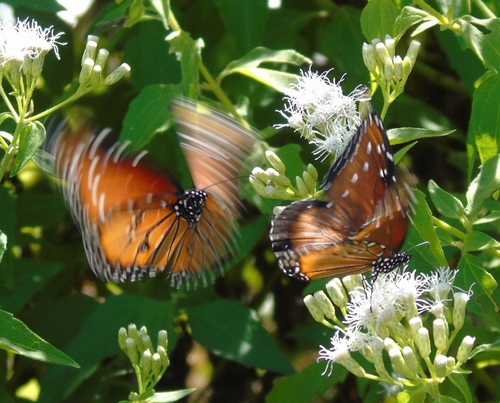 Chromolaena odorata (Siam weed) (alternate view 10)