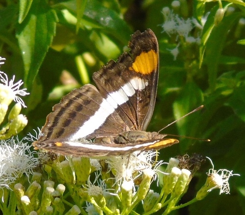 Chromolaena odorata (Siam weed) (alternate view 9)